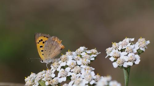 Lycaena phlaeas